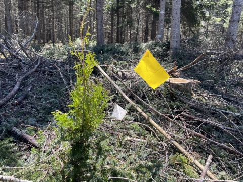 A small yellow flag next to a tree seedling in the forest