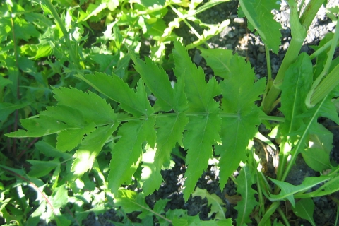 Wild parsnip leaf