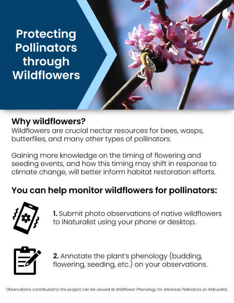 Informative flyer about contributing to wildflower monitoring data for pollinators.