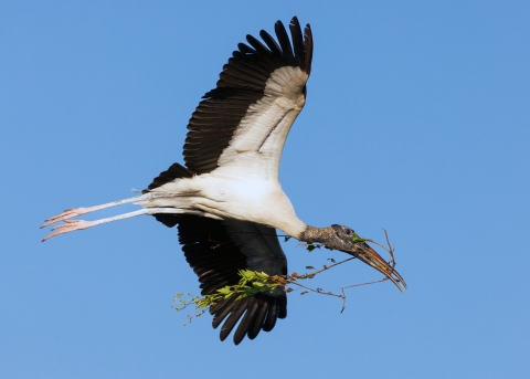 Photo shows a male stork in flight with nesting material in his beak.