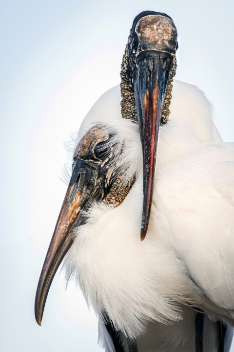 Portrait of a male (back) and female (front) wood stork. A recently formed breeding pair rest close to one another in the Wakodahatchee Wetlands, a waste water treatment wetland in southern Palm Beach, close to the Everglades. Wood storks typically form new pairs each year. 