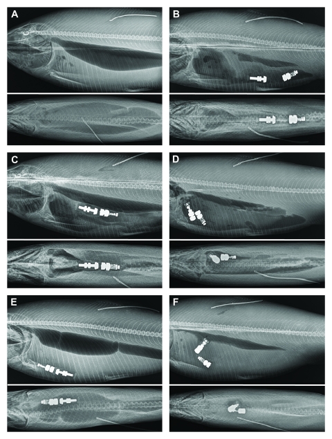 X-ray images of six fish after they were tagged with an internal dummy tag showing how tags can move within the fish.