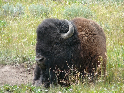 Close-up of a bull bison laying in a field at Yellowstone National Park