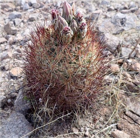 a short round cactus with long dark red spines and pink flowers.