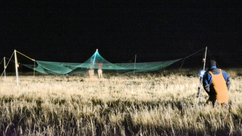 Biologists setting a large drop-net to catch lesser prairie chickens on breeding grounds in the dark.