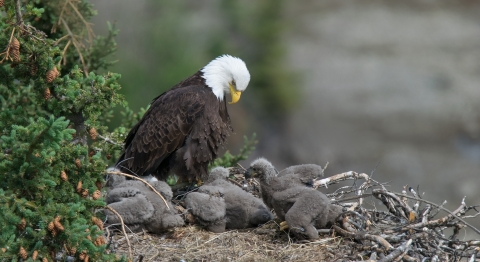 Photo of an adult bald eagle with three small gray fuzzy chicks in a nest.