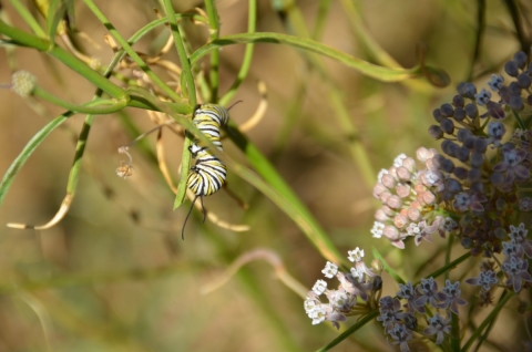 a white, yellow and black striped caterpillar climbs on a green plant