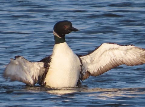 Black & white loon upright in blue water flapping its wings
