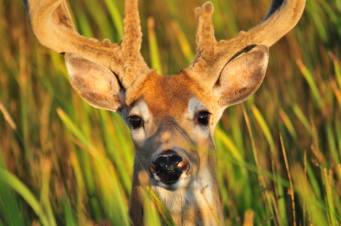 face of deer with velvet on antlers