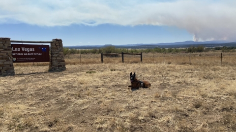dog lying down in field; sign reading "Las Vegas National Wildlife Refuge" behind it