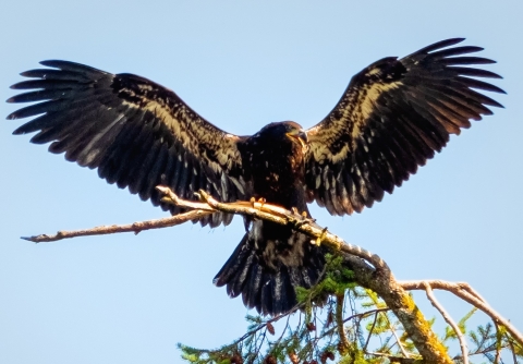 A newly fledged bald eagle sits on a branch and stretches her wings open wide.