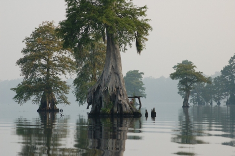 massive trees grow from the center of a foggy, glassy lake