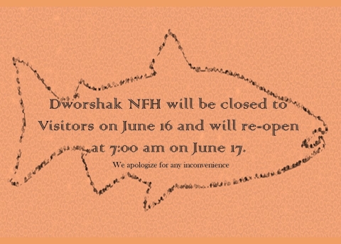 image of abstract fish with wording inside
