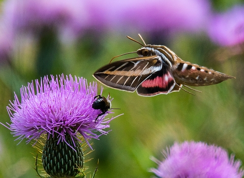 A brown and white moth flies toward a purple flower.