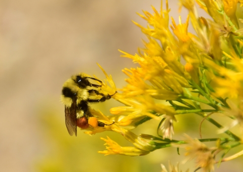 A bee rests on a bright yellow flower.