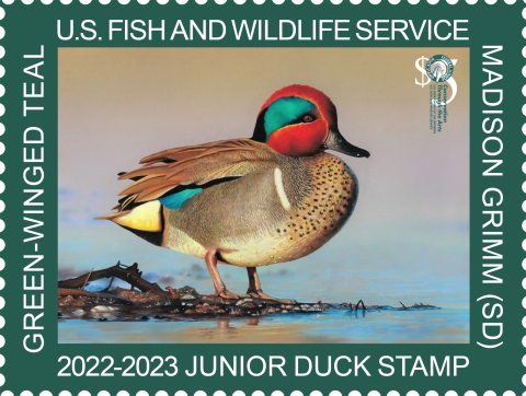 2022-2023 Junior Duck Stamp by Madison Grimm of a Green-winged Teal