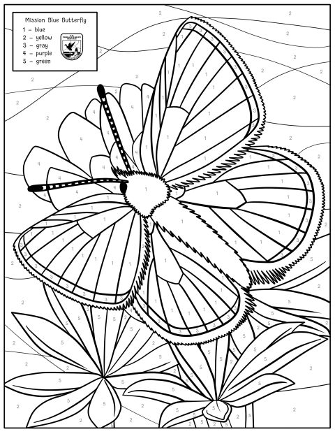 a coloring page of mission blue butterfly