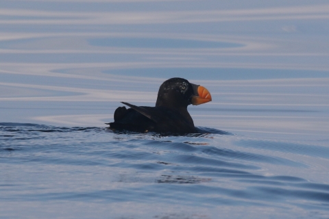 Mostly dark gray and black puffin with orange beak.