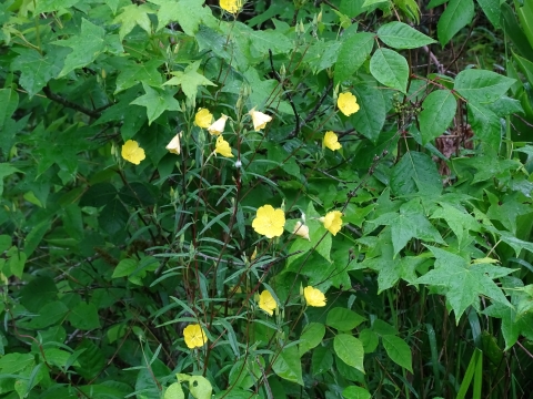 Bright yellow flowers on bright green vines