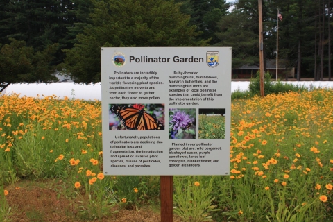 A field of bright orange flowers sits behind a sign titled "Pollinator Garden."