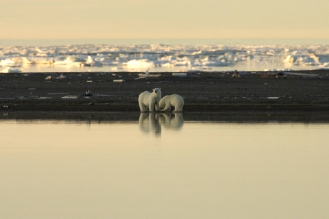 Distant view of a polar bear pair on a shoreline
