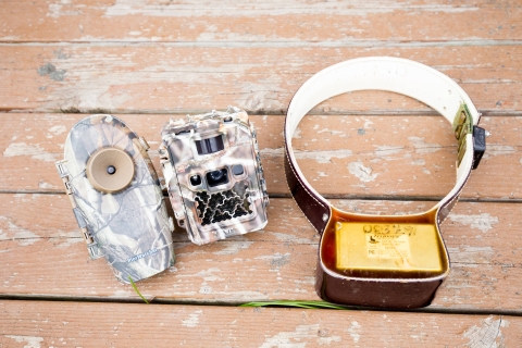 Camera traps and GPS bear collar