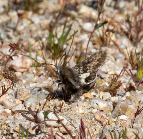 a brown moth on pebbly soil 