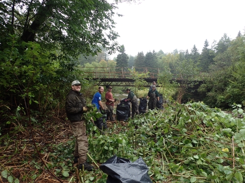 people gather invasive plants in garbage bags on a rainy day