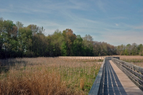 Accessible boardwalk trail over the marsh