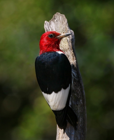 red-headed black & white woodpecker clinging to dead tree branch