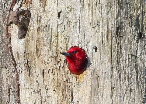 red head of woodpecker poking out of hole on the side of a tree