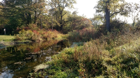 A river flowing between plants and trees