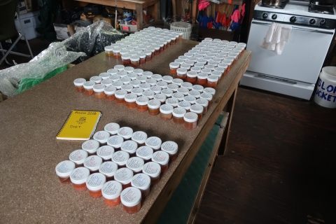 Sample jars lined up on a table with a field notebook