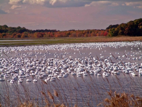 hundreds of white birds rest on the marsh wetland
