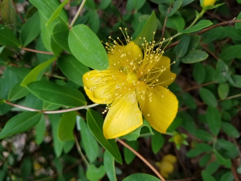 Yellow flower with green leaves in the background