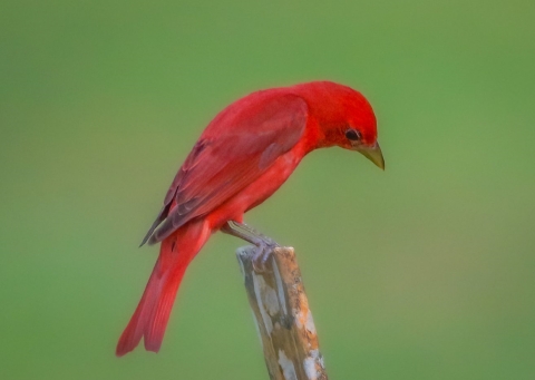 Bright red bird standing atop an end of branch