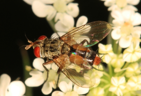 red and black fly with red eyes on white flowers