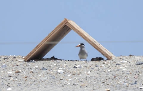white/black tern stands under small plywood tent on sandy beach with tern babies