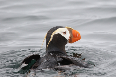Tufted puffin swimming at the surface.