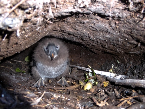 Small gray and brown chick with fluffy down sits inside an earth burrow.