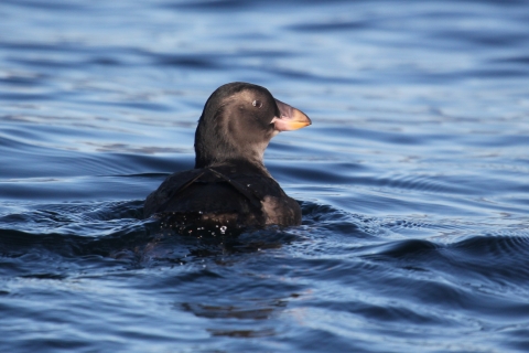 a dark gray tufted puffin fledgling on the water