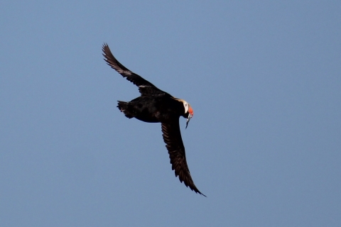 Tufted puffin in flight with small fish in its beak.