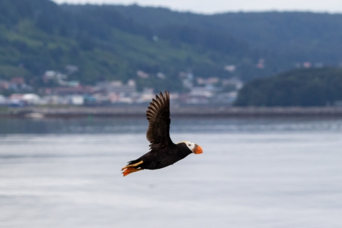 tufted puffin in flight with a coastal community in background.