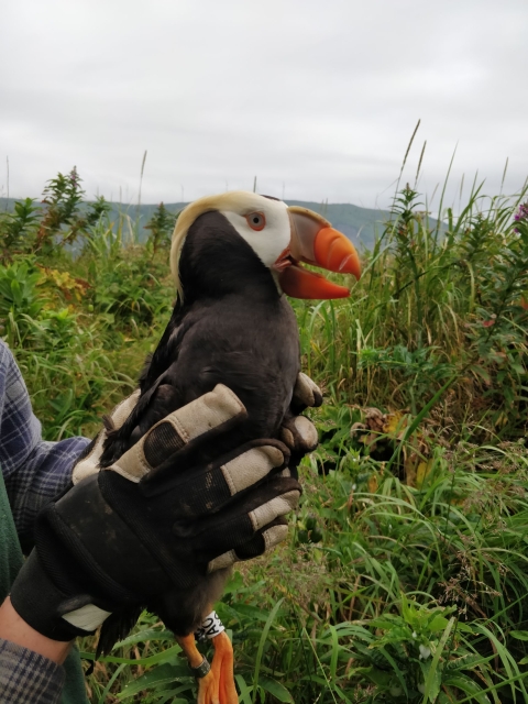 Gloved hands hold a tufted puffin with an aluminum band and a white band around its legs.