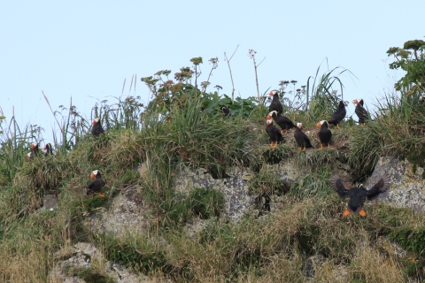 colony of tufted puffins on a grassy cliff near burrow openings.