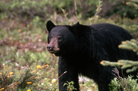 An adult American black bear standing in a forest