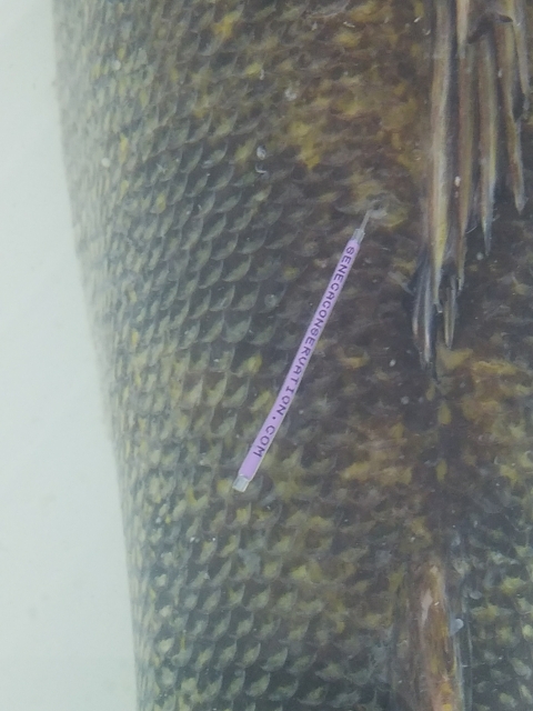 Upclose image of fish scales with a tag