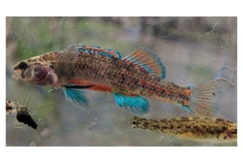 A close up of a watercress darter