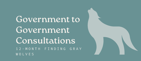 illustration of wolf and announcement of consultations on 12 month gray wolf finding