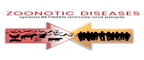 Zoonotic Diseases diagram 